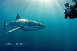 swimming out of a cage with 3 great whites in the water i... by Fiona Ayerst 